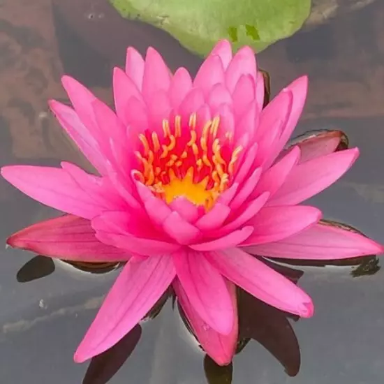 Buy2Get1Free Red Mayla Hardy Waterlily Live Freshwater Pond Flower Colorful