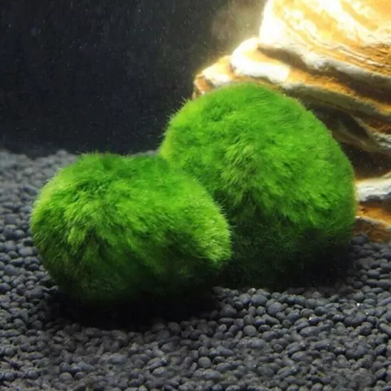 Live Marimo Moss Balls (3-4 cm) – Aquarium Plants for Fish Care & Decor