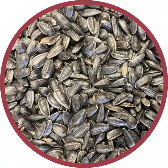 Black Oil Sunflower Seed 40 lb Bag | Attracts Cardinals, Woodpeckers & Finches