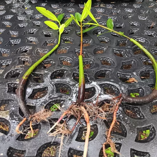 3 Red Mangrove Tree Live Plants With Roots! Aquarium Freshwater Saltwater! Tank