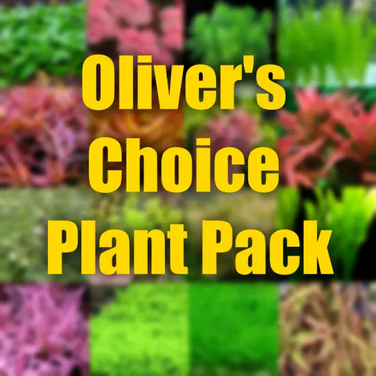 Oliver's Choice Aquarium plant package filled with plants I choose.