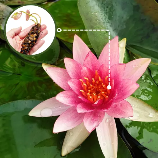 Buy2Get1Free Pink Masaniello Hardy Waterlily Live Pond Plants Flower Colorful