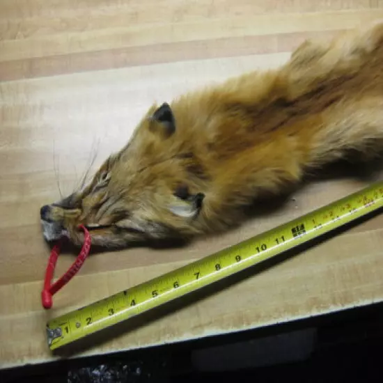 Craft Grade Tanned Red Fox Hide Fur Coats Taxidermy # 0039906 Row A-9