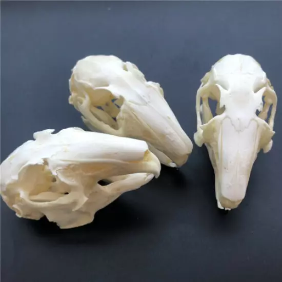 10 pcs real Rabbit Skull specimen Animal bone specimen Collection From the farm