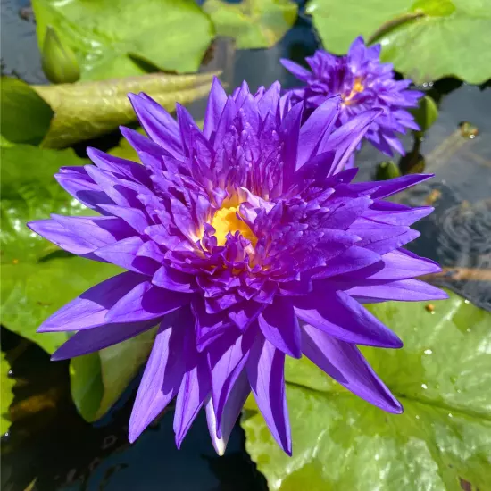 Buy2Get1Free King of Siam Tropical Waterlily Live Pond Plants Flower Colorful