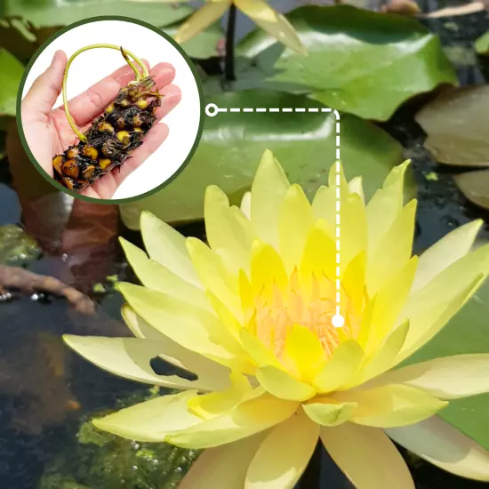 Buy2Get1Free Yellow Charlene Strawn Hardy Waterlily Live Pond Plants Flower Fish