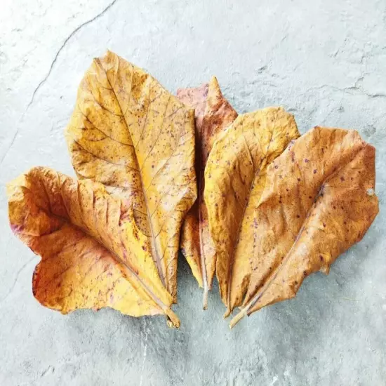 8pcs Seemandelbaumblätter Dried Terminalia Catappa Leaves 10-15cm + FREE 2pcs