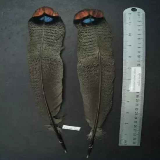 One Pair ~13.5" Ocellated Turkey Main Tail Feathers Lot-SF 185