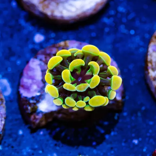 Golden Branching Hammer Coral (Baby on a 3/4" Plug), WYSIWYG Corall