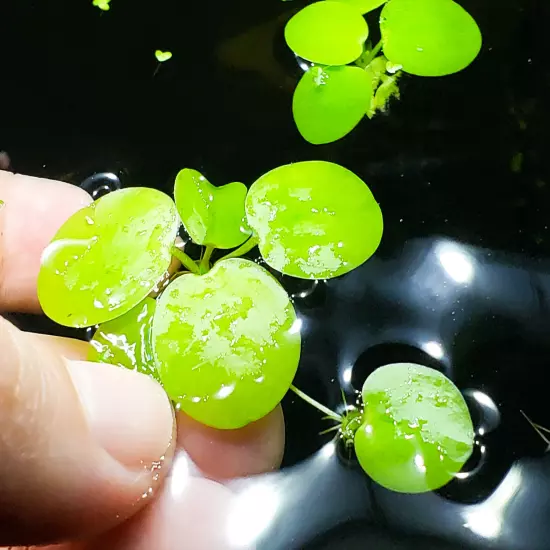 200+ Leaf Frogbit BUY 2 Get 1 FREE - Floating Aquatic Plant - HEALTHY AND GREEN