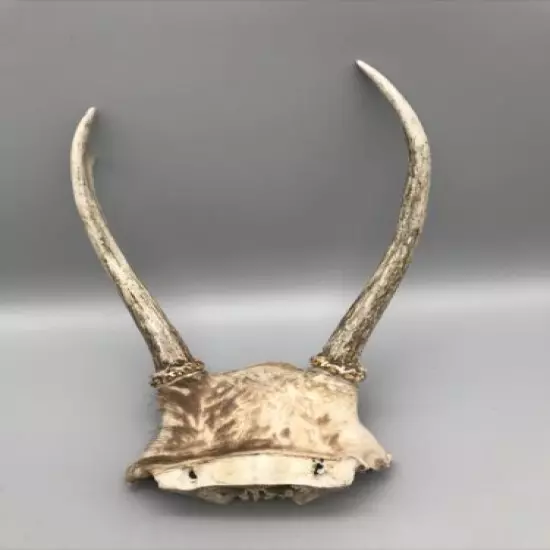 Small Mammal Antlers/Horns￼