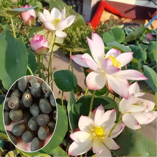 10pcs Mixed Color The Sacred Bonsai Lotus Flower Seeds Home Garden Decoration