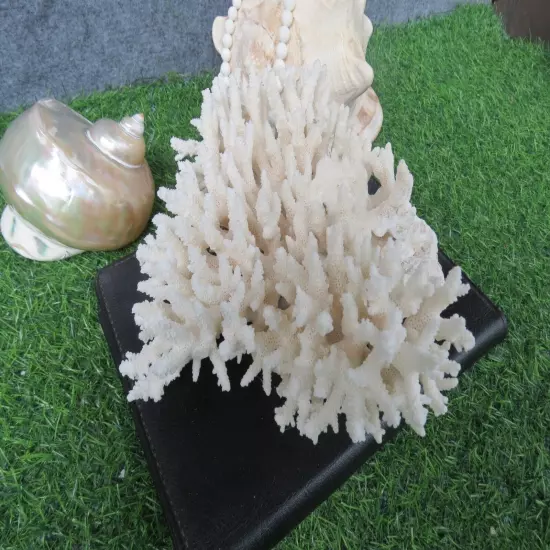 950G Natural Real Sea Coral White Reef Aquarium Decor Coral Home Decoration