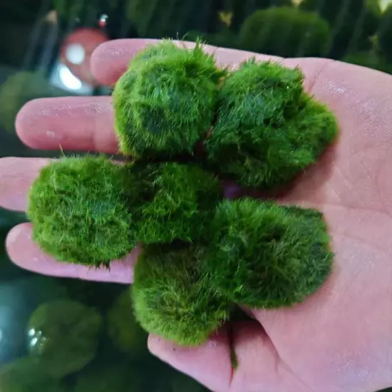 Aquarium Landscaping Decoration Green Algae Balls'