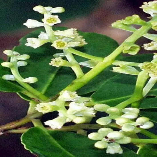 10 White Mangrove Small Plant Laguncularia Racemosa Shore Restoration Beach Tree