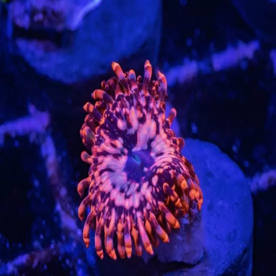 13 Mixed Frags Guaranteed 1 Hammer Or Frogspawn! Free Overnight Shipping