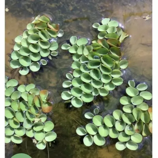 Salvinia Cucullata