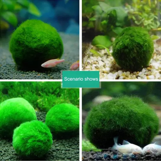 Marimo Moss Ball Aegagropila Linnaei MEDIUM Live Aquarium Plant 4-5cm USA