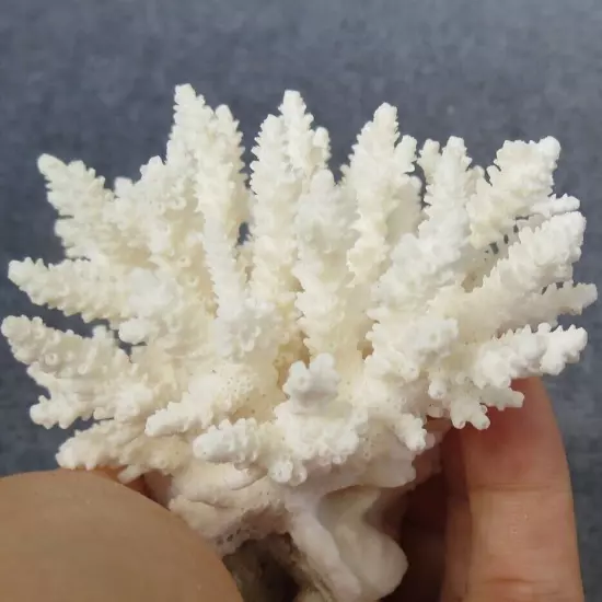 White Coral, Real Sea Coral, Beautiful Natural Coral, Marine Coral, Aquarium