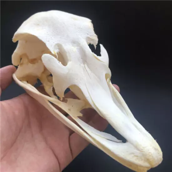 1 pcs Real Ostrich Skull collectable Animal Taxidermy educational specimens