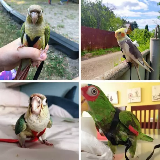 Adjustable Bird Fly Harness Leash Rope Birds Parrot Outdoor Free Flight Training