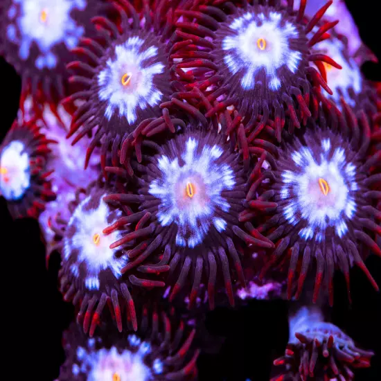 JPS Mystiques Zoanthids 5p, WYSIWYG Corals