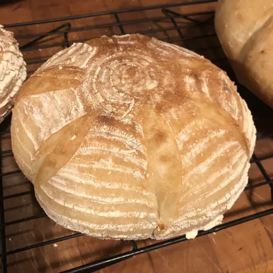 San Francisco SOURDOUGH STARTER WELL OVER 200 YRS OLD VERY STRONG