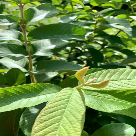 55 PC'S FRESH ORGANIC GUAVA LEAVES TEXAS GROWN GREEN Tea Hojas de Guayaba