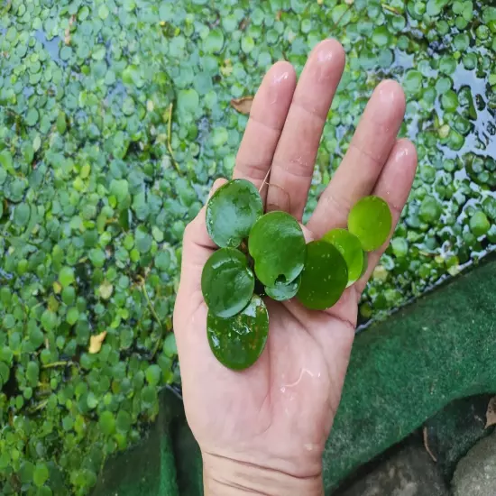 Frogbit Aquarium Pond Plants 