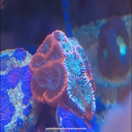 13 Mixed Frags Guaranteed 1 Hammer Or Frogspawn! Free Overnight Shipping