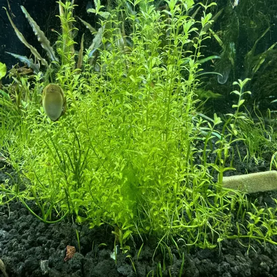 Pearl Weed (Hemianthus Micranthemoides) - Live Aquatic Plant