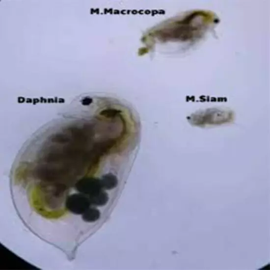 DAPHNIA MAGNA EGGS (WATER FLEA) GREAT LIVE FOOD FOR AQUARIUM FISH BETTA GUPPY