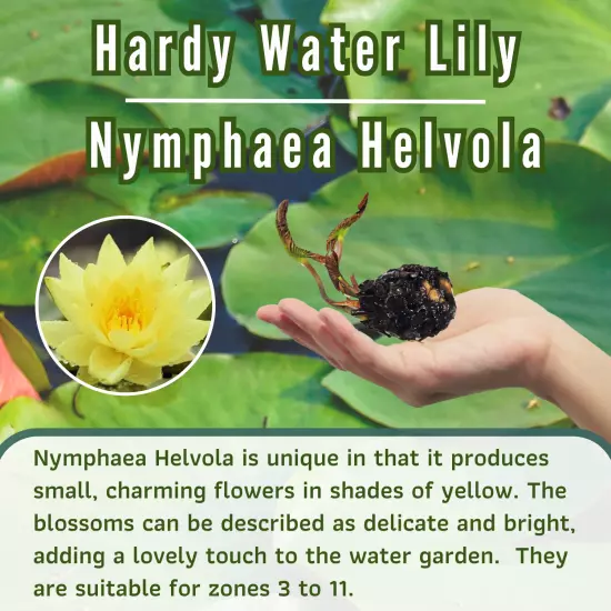 Buy2Get1Free Yellow Helvola Hardy Waterlily Live Freshwater Plants Pond Flower