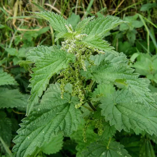 NETTLE Seeds Dried ORGANIC Bulk Herb,Urtica dioica Semens