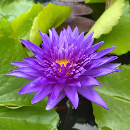 Buy2Get1Free King of Siam Tropical Waterlily Live Pond Plants Flower Colorful