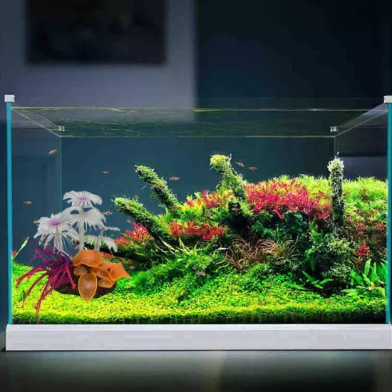 Fish tank cor al 2024 W5K2