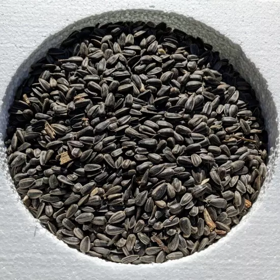 4kg BLACK Sunflower Seeds Rabbit Mice Hamster Chicken Bird Food Feed 4000 gram