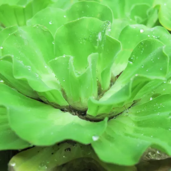 Water Lettuce (Pistia stratiotes) – 2-3 Live Floating Plants for Ponds, Water Ga