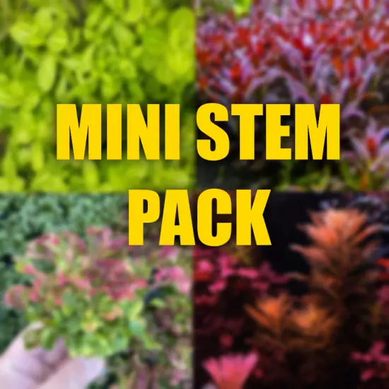 Mini Stem Aquarium plant package filled with Mini Stems 