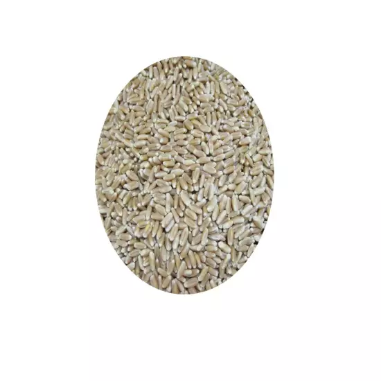 Hard Red Winter Wheat Berries - Family Farm, Single Source, small to bulk size