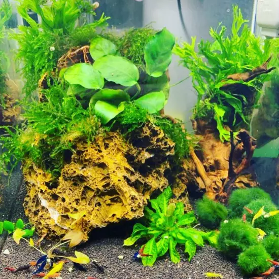 Package Loose Anubias Nana Live Aquarium Plants Decoration Tanks Freshwater Fish