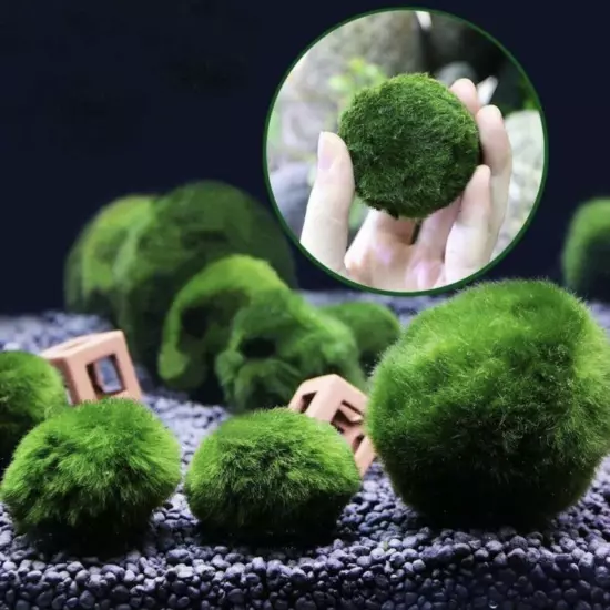 Marimo Moss Balls Variety Pack 5 Balls 0.25-1.5 Inch Live Plant Aquarium Tank