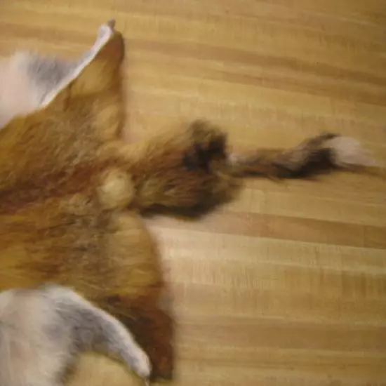 Craft Grade Tanned Red Fox Hide Furs Coats Taxidermy # 00000081 Row A-8