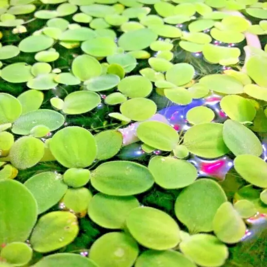 Dwarf Water Lettuce (5 Plants)