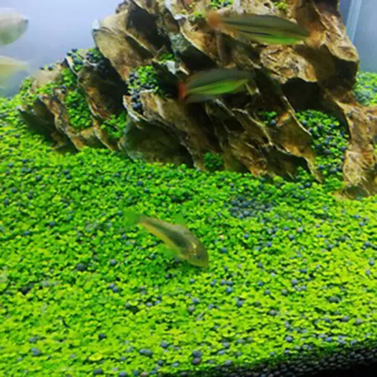 Aquarium Plant eeds Fish Tank Aquatic Water Grass Foreground Easy Plants❀