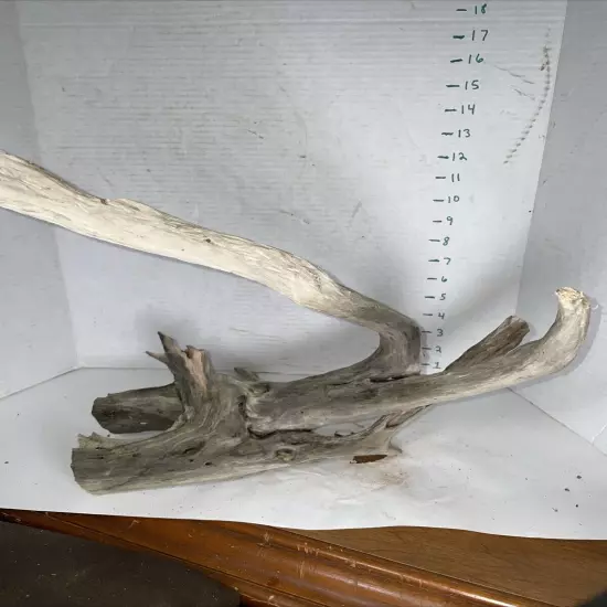 Driftwood Taxidermy Beach Lake Mountain House Wedding Reception Centerpiece