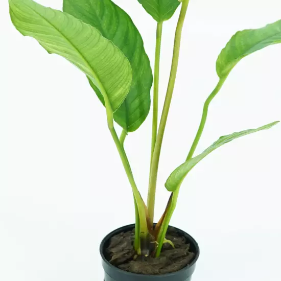 Buy2Get1Free Anubias Heterophylla Potted Live Plants Aquarium Freshwater Tank