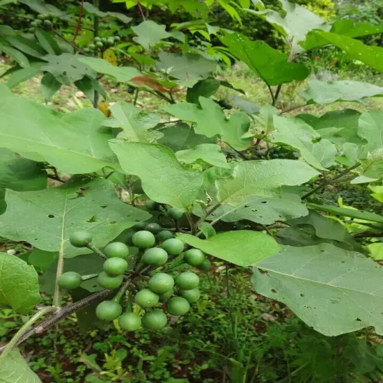 new dried turkey berry leaves 10+ pure organic natural solanum torvum leaves