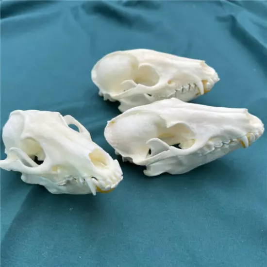 NEW 3 pcs Raccoon Skull taxidermy real bone skeleton Christmas decoration gift