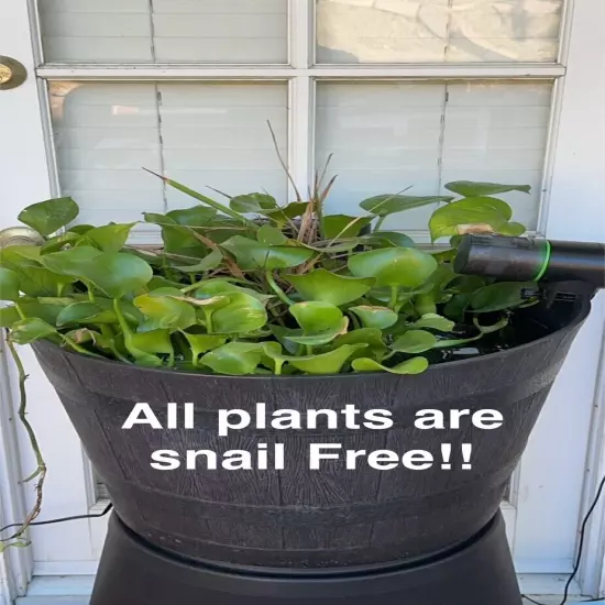 POND/AQUARIUM plant Bundle.( You Get 4 Anachris, 3 Water Hyacinth)